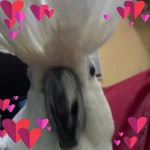 Meet your Posher, Sharon